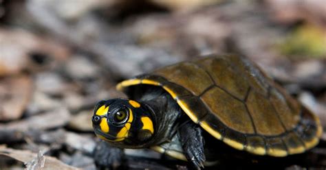 Thousands Of Baby River Turtles Released Into The Wild In The Amazon ...