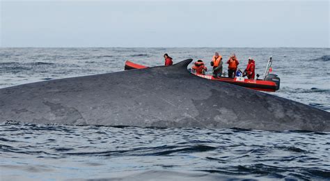 Blue Whale Migration - CW Azores