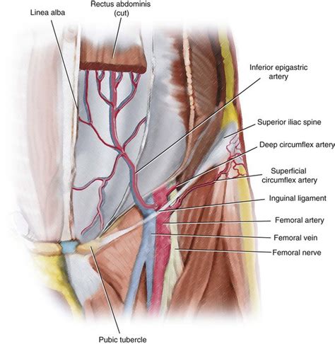 Vascular Anatomy of the Pelvis | Radiology Key