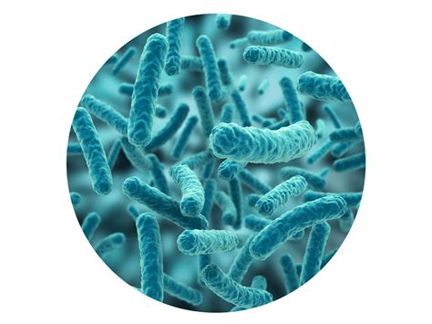 lactobacillus acidophilus | Nutribiolite