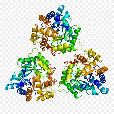 Enzyme Structure 3β Hydroxysteroid Dehydrogenase Clipart (#3610565 ...