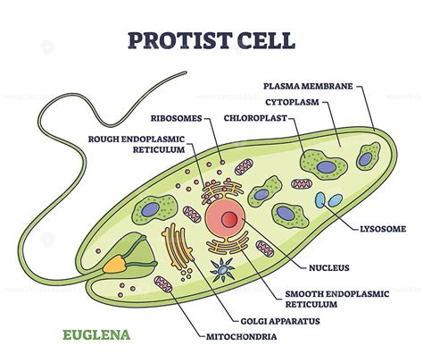 Protist cell anatomy with euglena microorganism structure outline ...