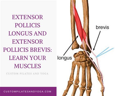 Extensor Pollicis Longus and Extensor Pollicis Brevis: Learn Your ...