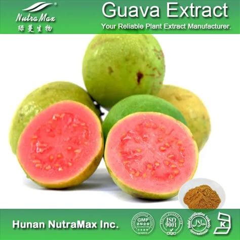 Natural Food Additive Guava Leaf Extract Powder,Guava Leaf Tea,Guava ...