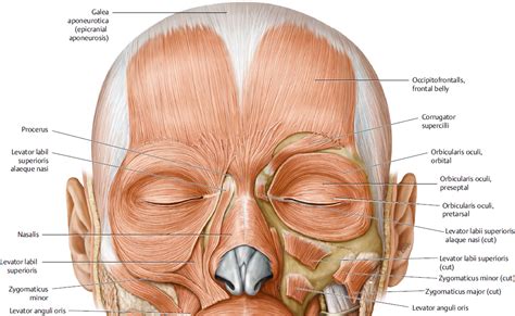 Eyelid Anatomy | Plastic Surgery Key