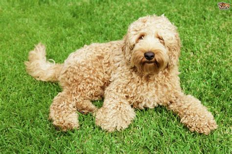 21 Most Popular Poodle Mix Dog Breeds - PetHelpful