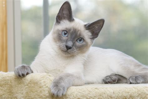 Blue Eyes Cattery- Siamese & Snowshoe Kittens