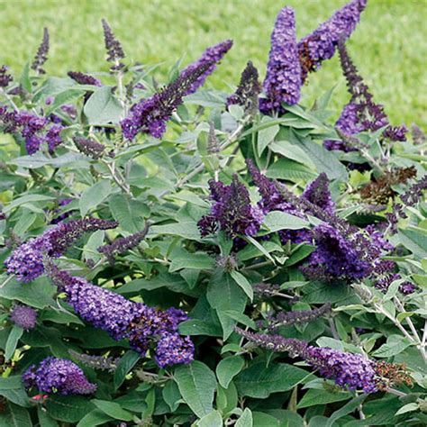 Butterfly Bush - VerdeGo