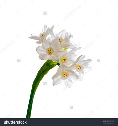 Download Paperwhite Narcissus clipart for free - Designlooter 2020 👨‍🎨