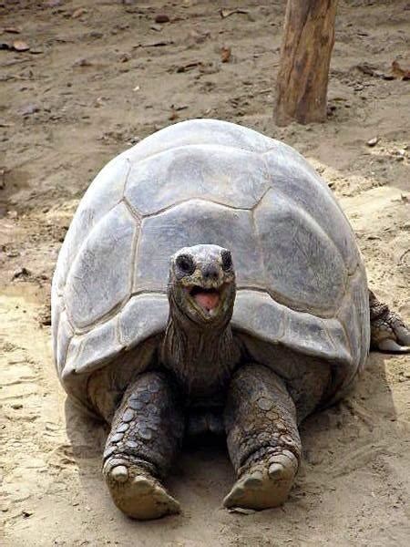 Smiling happy excited tortoise Blank Template - Imgflip