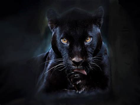 Black Panther by Superman8193 on DeviantArt