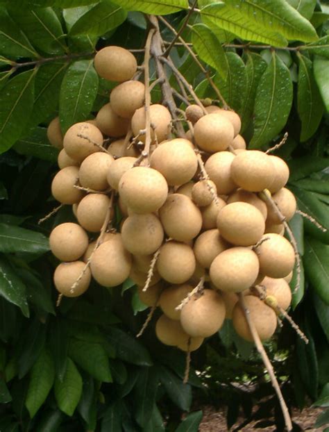 How to Grow Longan Tree, Growing Longan Kohala in Container ...