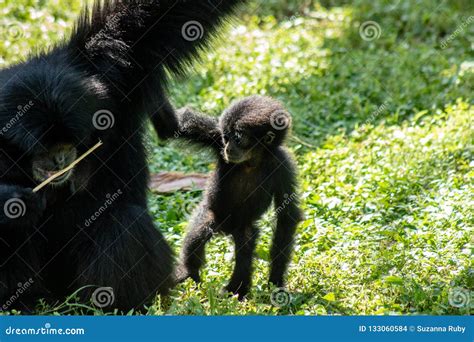 Baby siamang monkey stock photo. Image of natural, nature - 133060584