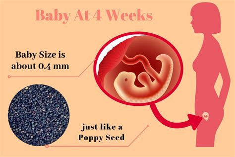 4 Weeks Pregnant: Understanding Your Body And Baby’s Development ...