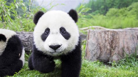 🔥 Free download baby panda wallpaper [2560x1440] for your Desktop ...