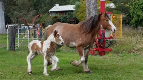 Clydesdale Horses For Sale - Clydesdale Horse » Horsezone - Page 1