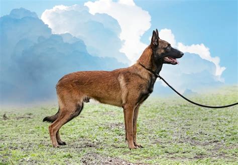 Premium Photo | Training of belgian shepherd