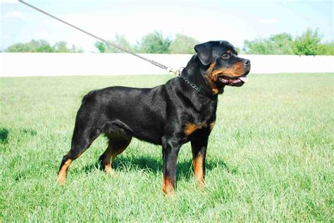 How Hard Is It To Train A Rottweilers Bite