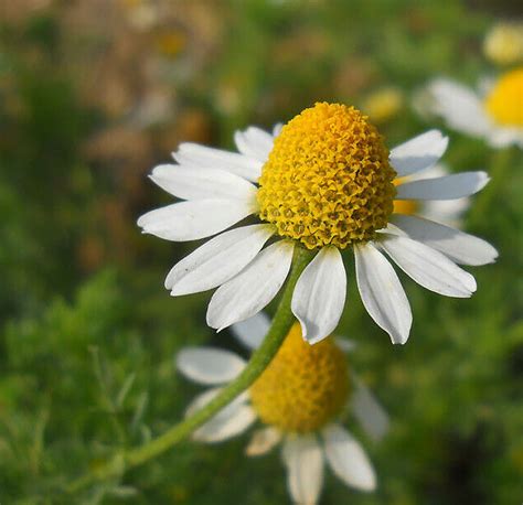 Seeds German Chamomile Medicinal Herb Perennial Plant Organic | Etsy