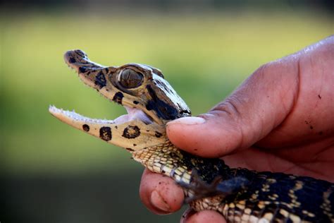 Caiman Are For Expert Reptile Keepers - Reptiles Magazine