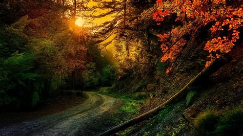 Sunset Autumn Forest Wallpapers - Wallpaper Cave