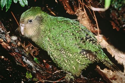 Featured Creature: Kakapo | Blog | Nature | PBS