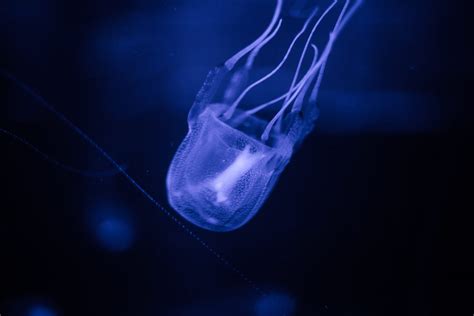 Existing cholesterol medications may provide antidote to box jellyfish ...