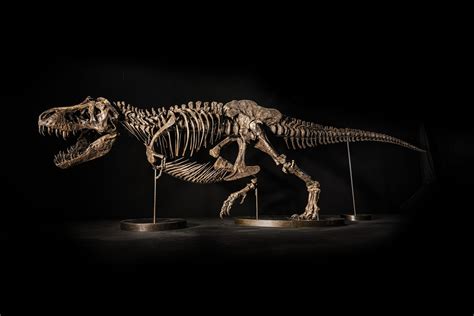 Christie’s Pulled a $25 Million T-Rex Skeleton From Auction After ...