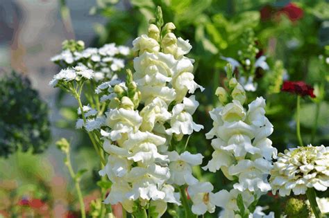 Snapdragon Flowers: 18 Types (Plus Their Meaning & Care)