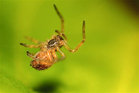 Teach Me Photo: Macro Spiders - First of many