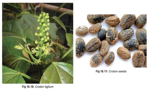 Croton(Croton tiglium) - Gastric Irritant Plants