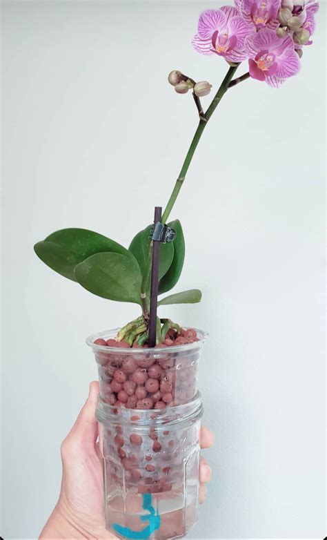 GROWING ORCHIDS IN LECA & WATER: 5 STEPS FOR A GREAT SET-UP