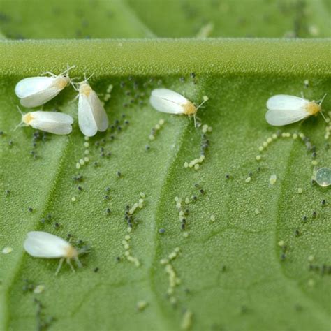 How to Identify and Control Whiteflies Effectively