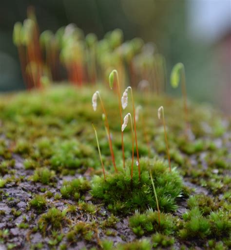 Gambar : hutan, rumput, menanam, daun, bunga, lumut, hijau, botani ...