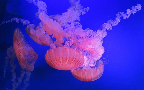 Jellyfish, underwater, water, vara, summer, pink, sea, blue, HD ...