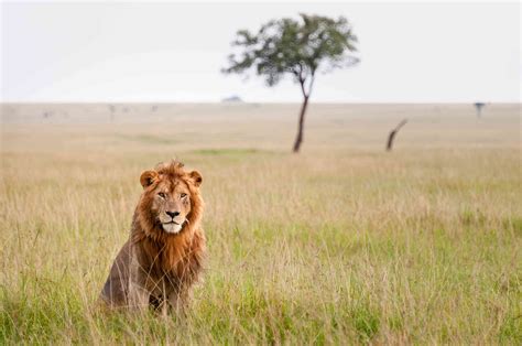 11 Animals That Live in the Savanna