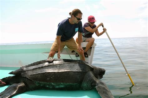 Gloucester scientists track migration of giant sea turtles - The Boston ...