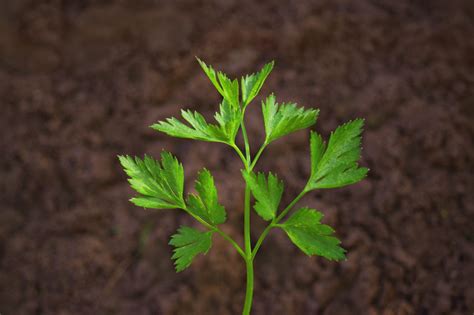 Easy Steps to Grow Your Own Parsley at Home - Gardening Sun