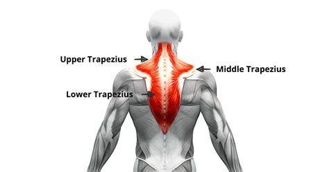 4 Trapezius Exercises For Pain Relief (No Equipment) – Mostpupolar