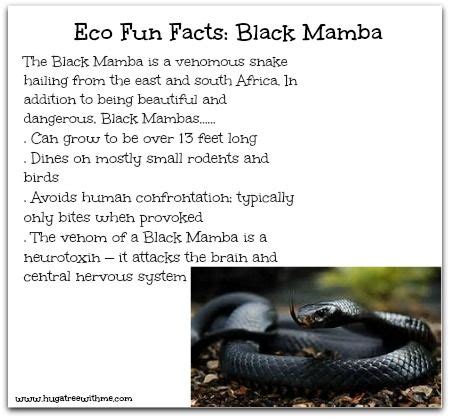 Fun Facts about the Black Mamba | 10 interesting facts, Fun facts ...