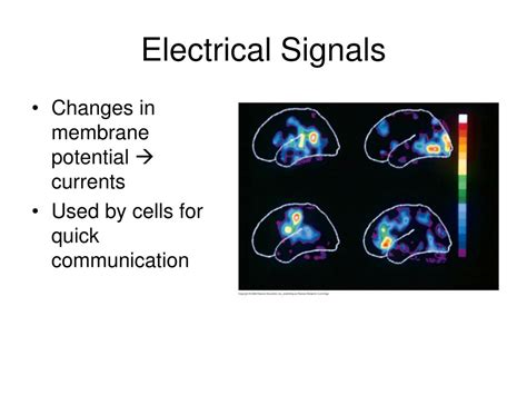 PPT - Electrical Signals 1 PowerPoint Presentation, free download - ID ...