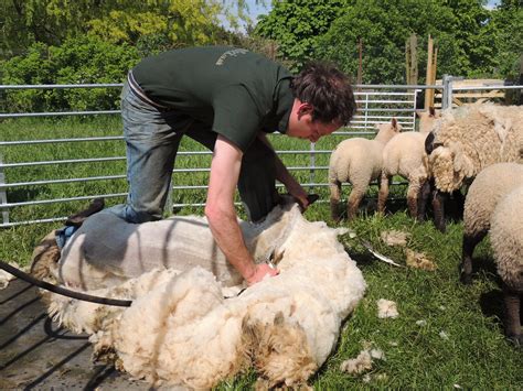 FarmFlock » Sheep Shearing in Stroud Gloucester