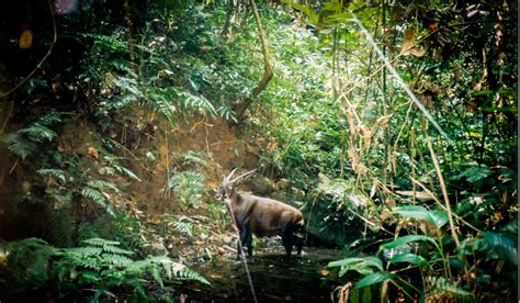 What is a Saola? – The Saola Working Group