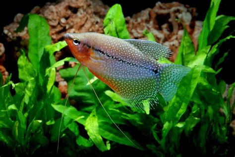 Pearl Gourami: Care, Tank Size, Tank Mates, Size & More - Fish Laboratory