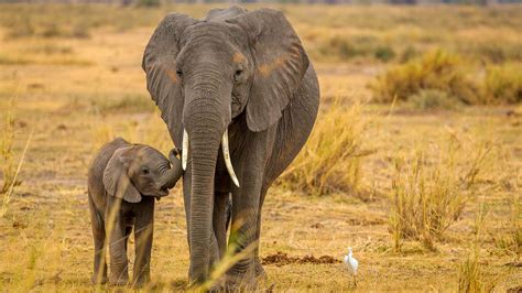 Breakthrough for African Elephant Conservation as Two Distinct Species ...