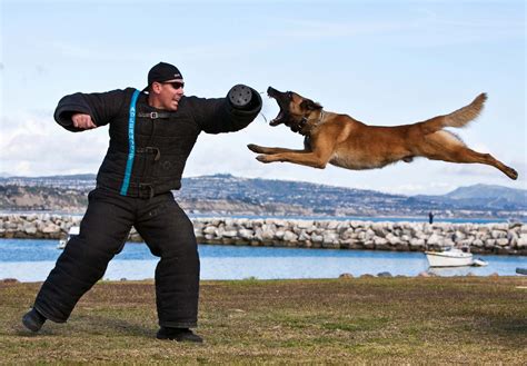 Police K9 (Dog) Unit - its a leap of faith ;-) Awesome photo... Love ...