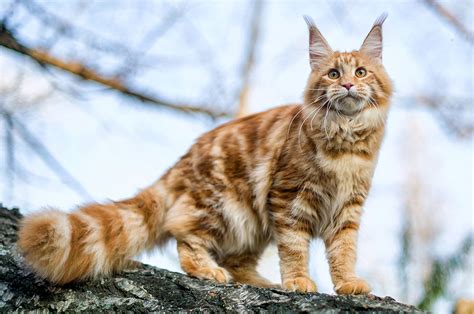 Maine Coon cat breed - Information & characteristics | KatKin