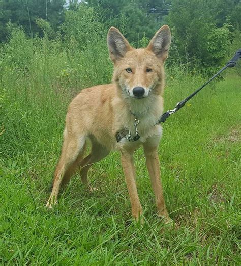 Not a Wolfdog, but a Rescued Coydog (coyote/dog mix). Meet Maverick ...