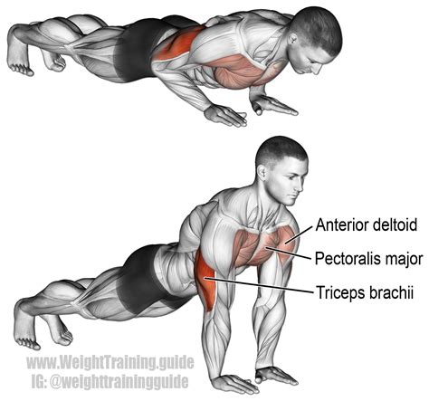 Close-grip push-up exercise instructions and videos | WeightTraining.guide