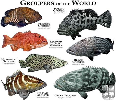 Groupers of the World | Marine animals, Grouper fish, Fish chart